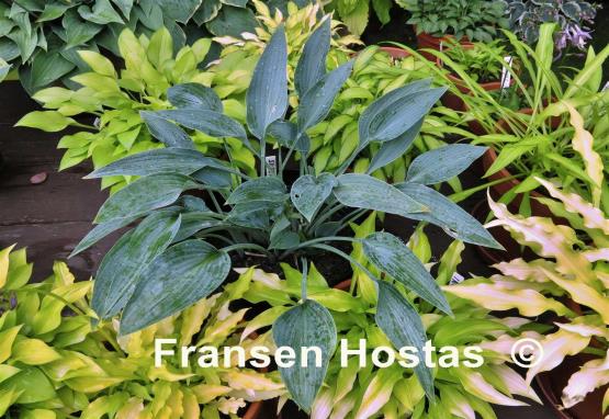 Hosta Silberpfeil