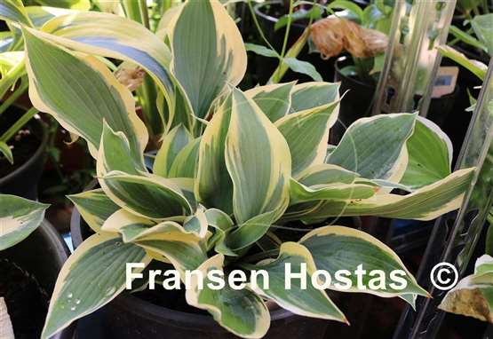 Hosta Silk Road