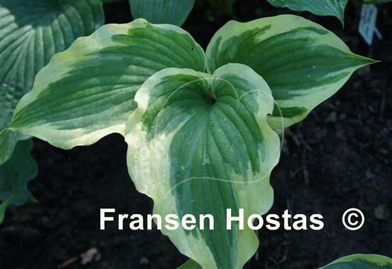 Hosta Silk Road