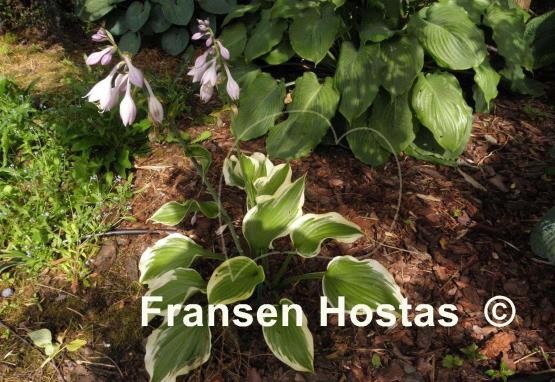Hosta Silk Road