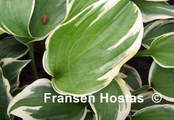 Hosta Silk Road