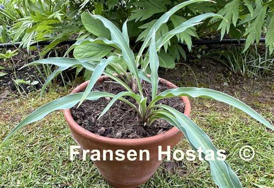 Hosta Silly String