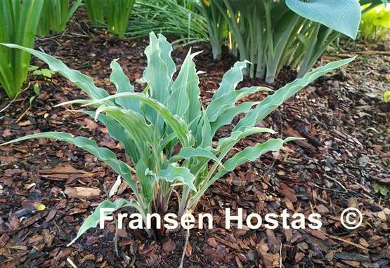 Hosta Silly String