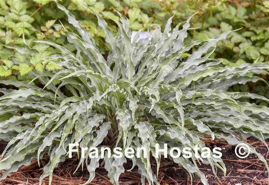 Hosta Silly String