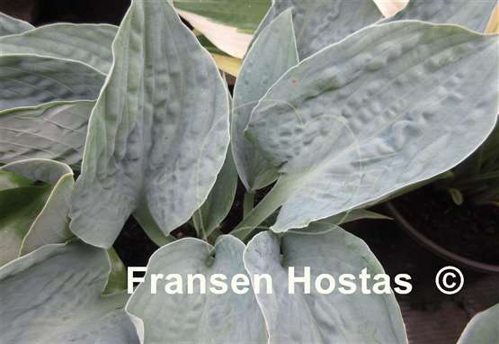 Hosta Silver Bay