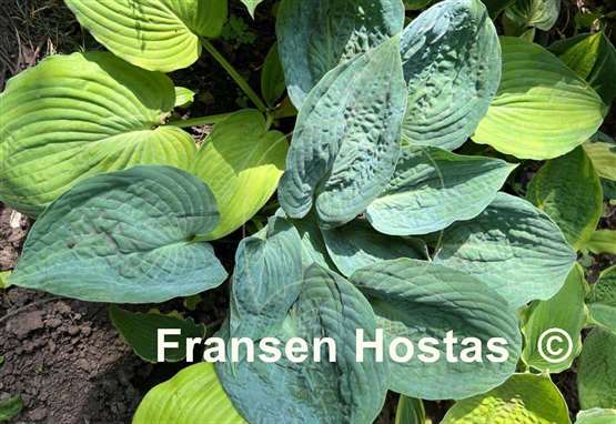 Hosta Silver Bay