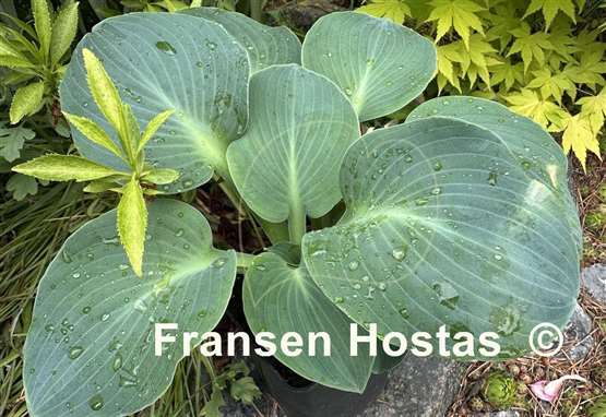 Hosta Silver Bullet