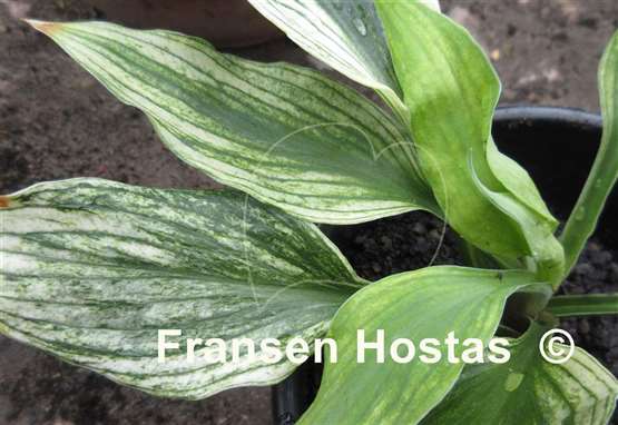 Hosta Silver Feather