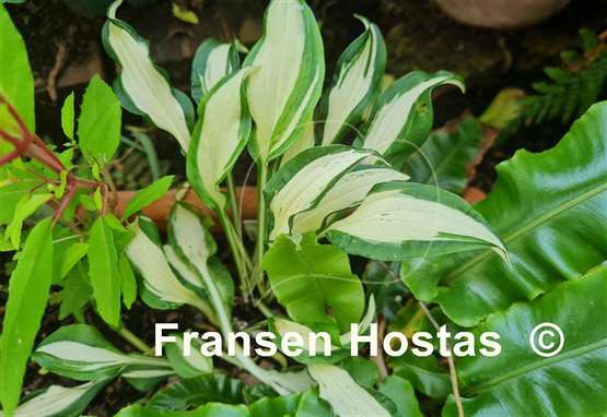 Hosta Silver Kabitan