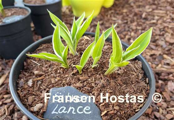 Hosta Silver Lance