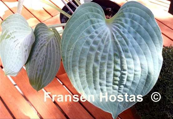 Hosta Silver Light