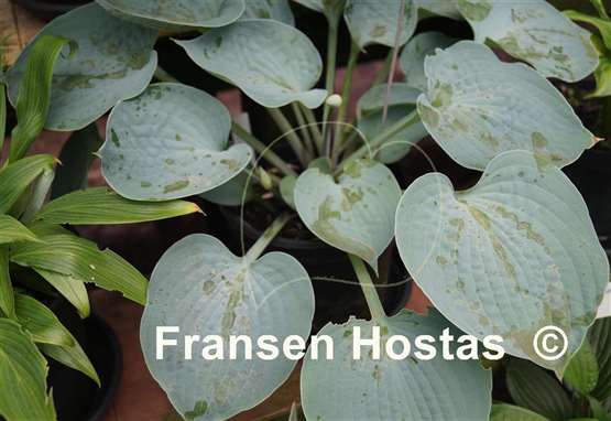 Hosta Silver Light