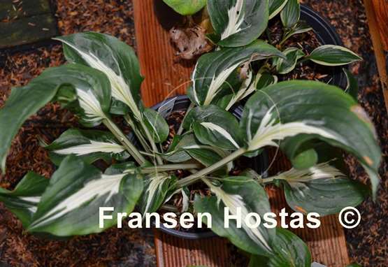 Hosta Silver Lode