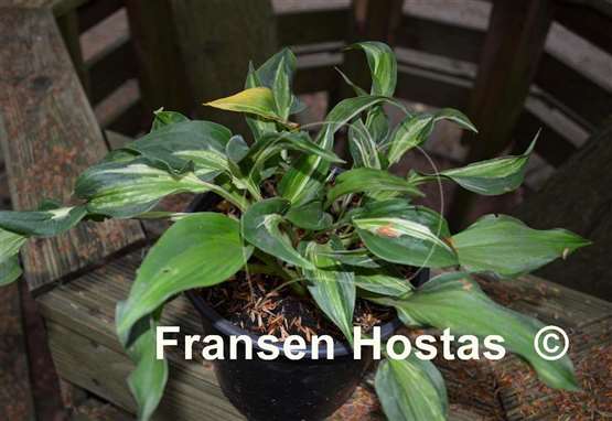 Hosta Silver Lode