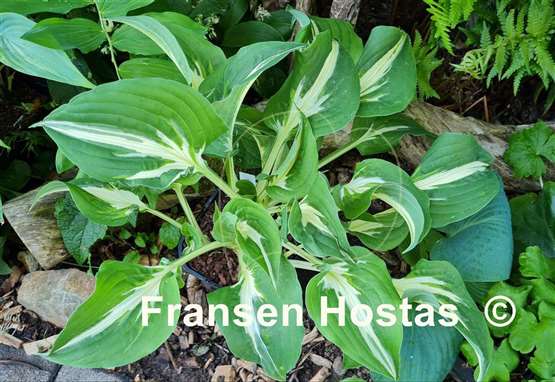 Hosta Silver Lode