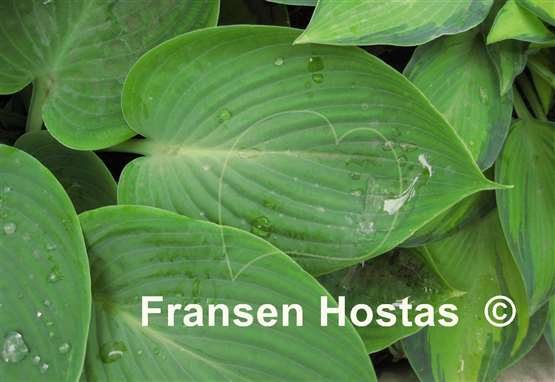 Hosta Silver Moon