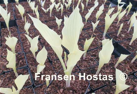Hosta Silver Plumes