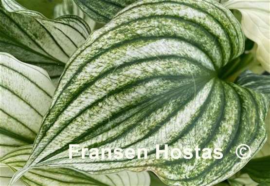 Hosta Silver Plumes