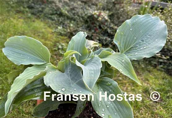 Hosta Silver Serenity