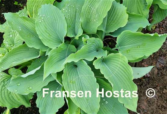 Hosta Silver Serenity