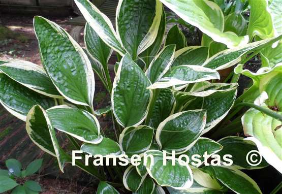 Hosta Silver Star