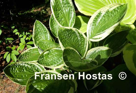 Hosta Silver Star