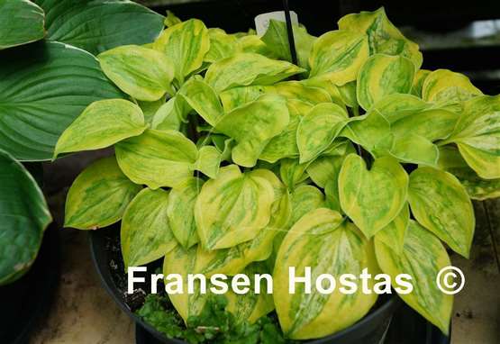 Hosta Silver Threads and Golden Needles