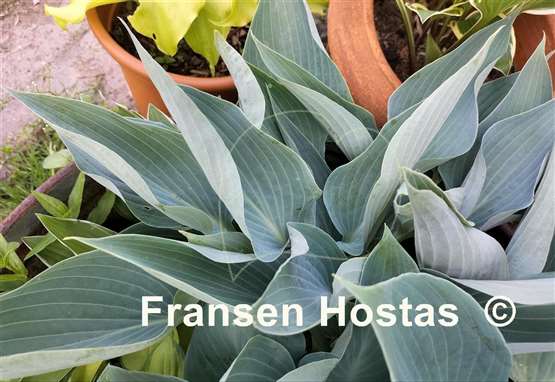 Hosta Silver Tongued Devil