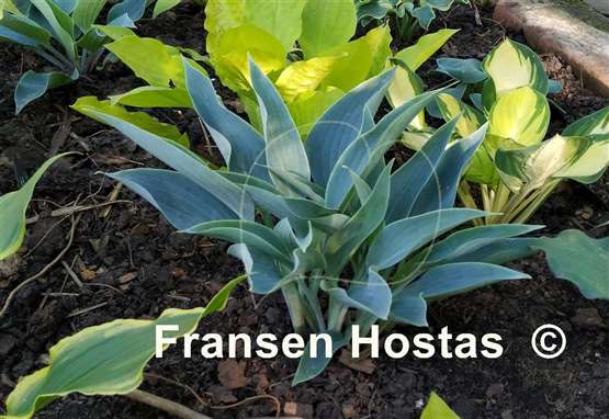 Hosta Silver Tongued Devil