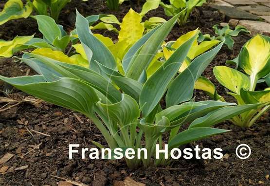 Hosta Silver Tongued Devil