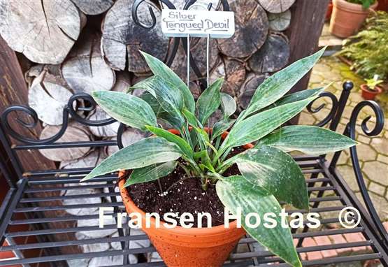 Hosta Silver Tongued Devil