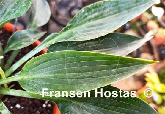 Hosta Silver Tongued Devil