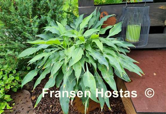 Hosta Silver Wedding