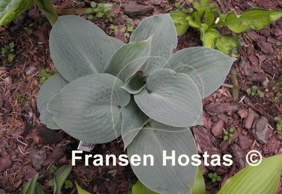 Hosta Silver Bay