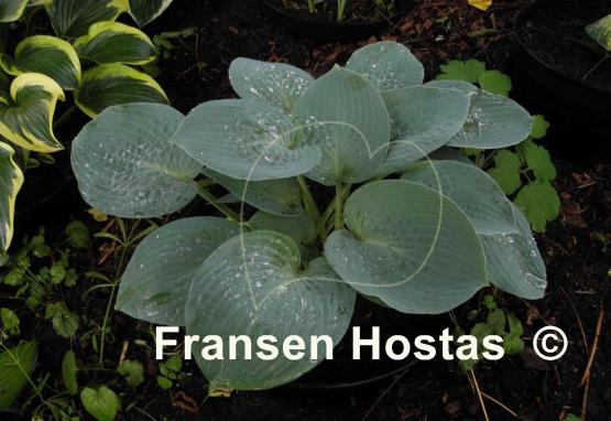 Hosta Silver Bay
