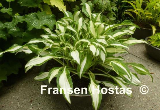 Hosta Silver Kabitan