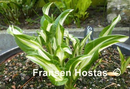 Hosta Silver Kabitan