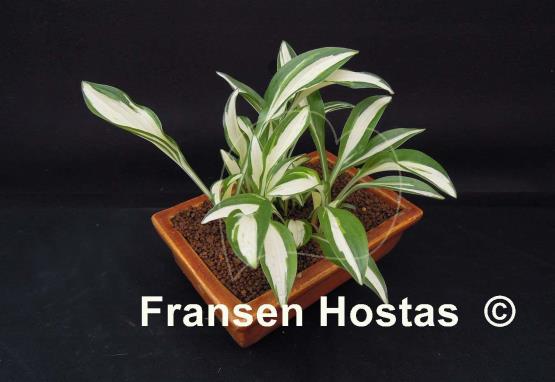 Hosta Silver Kabitan