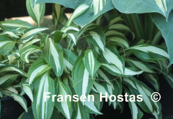 Hosta Silver Kabitan