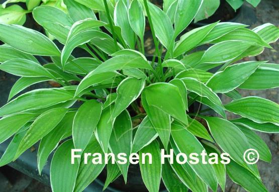 Hosta Silver Lance