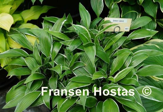 Hosta Silver Lance