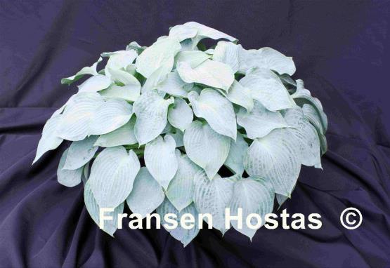 Hosta Silver Light