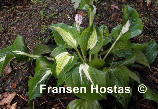 Hosta Silver Lode