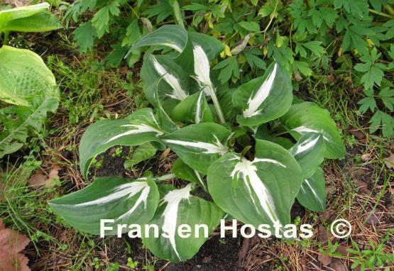 Hosta Silver Lode
