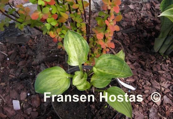 Hosta Silver Mine