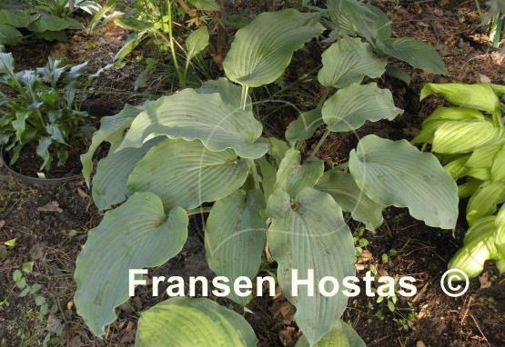 Hosta Silver Serenity
