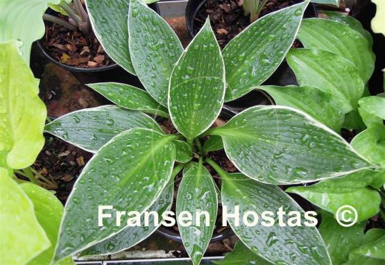 Hosta Silver Shadow