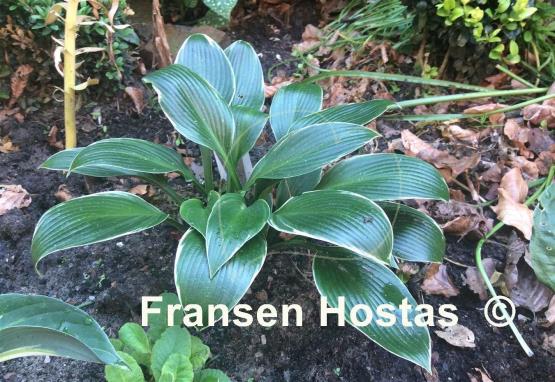 Hosta Silver Shadow
