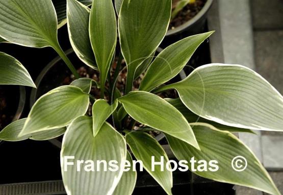 Hosta Silver Shadow