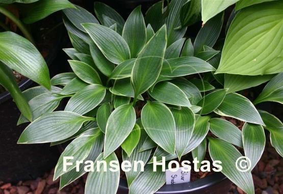 Hosta Silver Shadow